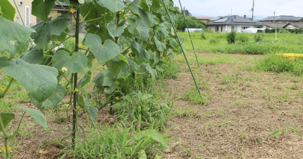 Vegetable garden-4