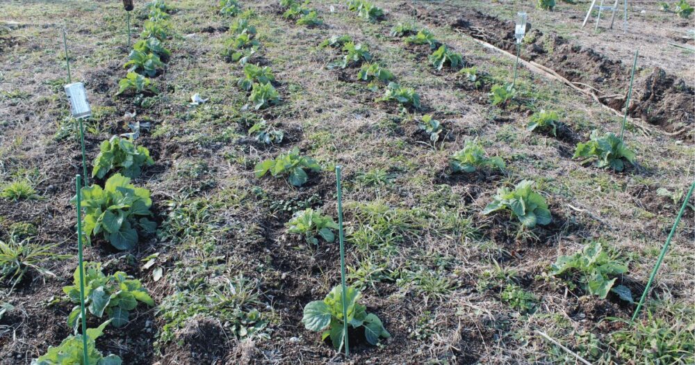 Vegetable garden-5