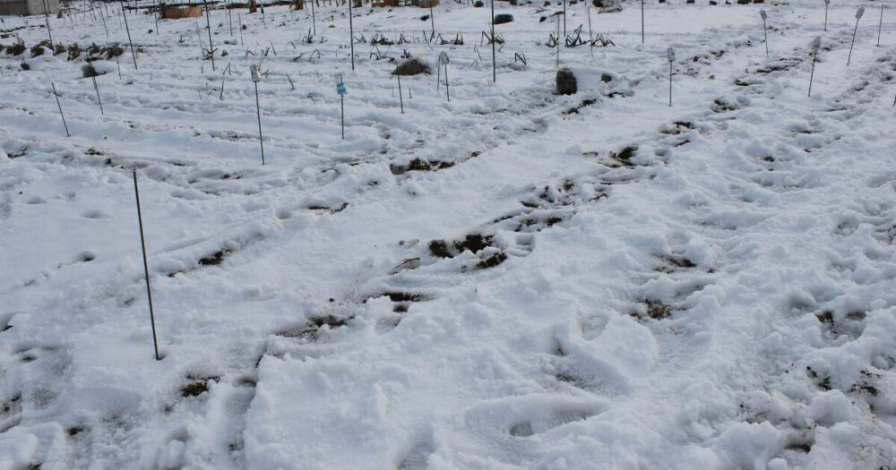 Vegetable garden-6