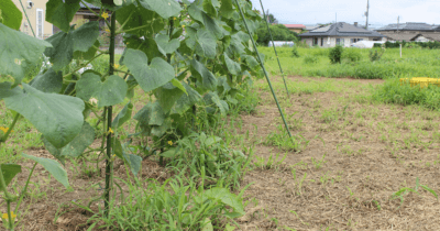 Vegetable garden-4n