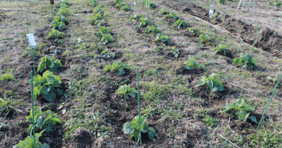 Vegetable garden-5n
